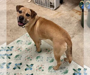 Chinese Shar-Pei-Unknown Mix Dogs for adoption in Millersville, MD, USA