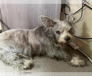 Mutt Dogs for adoption in Pasadena, CA, USA
