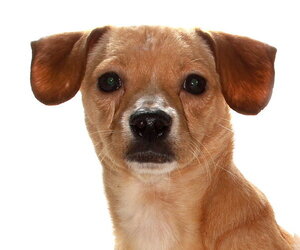 Medium Photo #1 Chihuahua Puppy For Sale in Oakland Park, FL, USA