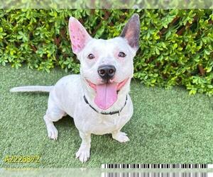 Staffordshire Bull Terrier Dogs for adoption in West Palm Beach, FL, USA