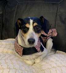 Rat Terrier Dogs for adoption in Sheridan, CO, USA