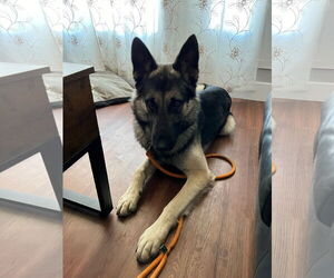 German Shepherd Dog Dogs for adoption in Modesto, CA, USA