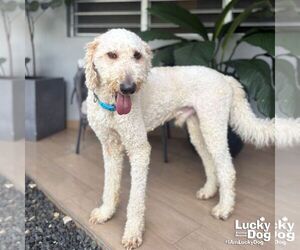 Goldendoodle Dogs for adoption in Washington, DC, USA