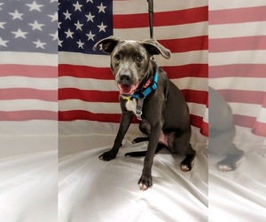 American Pit Bull Terrier Dogs for adoption in Baton Rouge, LA, USA