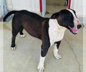 Bull Terrier Dogs for adoption in San Francisco, CA, USA