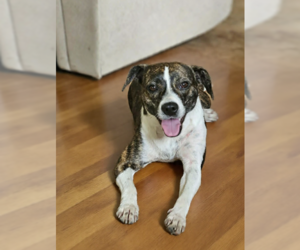 Boston Terrier-Unknown Mix Dogs for adoption in Cranston, RI, USA