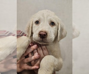 Labrenees Dogs for adoption in Royal Palm Beach, FL, USA