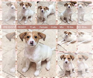 Collie-Unknown Mix Dogs for adoption in Mesa, AZ, USA