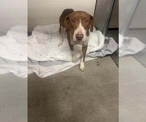 American Pit Bull Terrier Dogs for adoption in Stockton, CA, USA