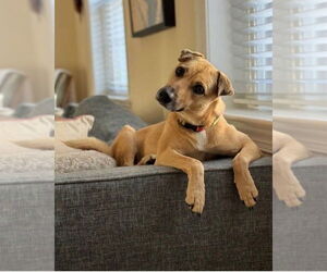 Mutt Dogs for adoption in St. Augustine, FL, USA