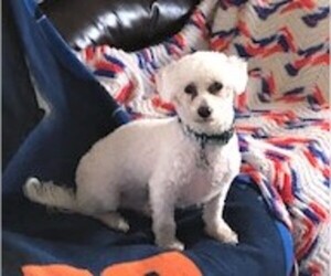 Poodle (Toy) Dogs for adoption in Westmont, IL, USA