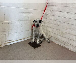 Border Collie-Unknown Mix Dogs for adoption in San Bernardino, CA, USA
