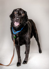 Labrador Retriever Dogs for adoption in Oceanside, CA, USA