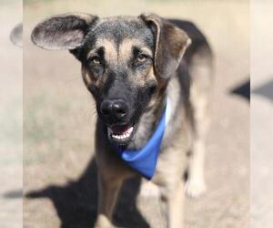 German Shepherd Dog-Unknown Mix Dogs for adoption in San Antonio, TX, USA