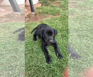 Labrador Retriever-Unknown Mix Dogs for adoption in Grafton, WI, USA