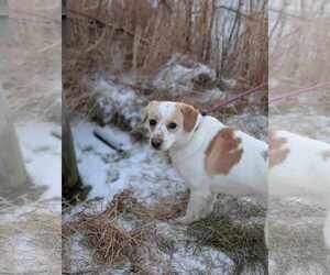 Beagle Dogs for adoption in Anchorage, AK, USA