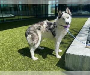 Siberian Husky Dogs for adoption in San Martin, CA, USA