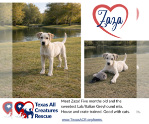 Italian Greyhound-Labrador Retriever Mix Dogs for adoption in Lillian, TX, USA