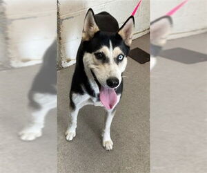 Siberian Husky Dogs for adoption in San Bernardino, CA, USA