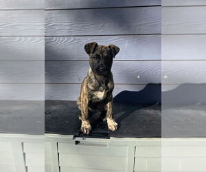 Mutt Dogs for adoption in Bellingham, WA, USA