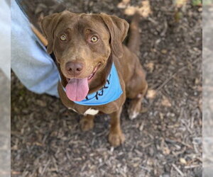Labrador Retriever-Unknown Mix Dogs for adoption in Warrenton, VA, USA