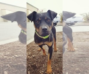 Medium Photo #1 Rottweiler-Unknown Mix Puppy For Sale in Sandy, UT, USA