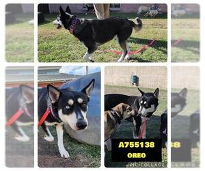 Huskies -Unknown Mix Dogs for adoption in San Antonio, TX, USA