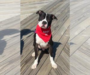 Bullboxer Pit Dogs for adoption in Spring Lake, NJ, USA