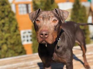 Doberman Pinscher Dogs for adoption in Saint Louis, MO, USA