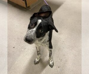 Australian Cattle Dog-Unknown Mix Dogs for adoption in Modesto, CA, USA