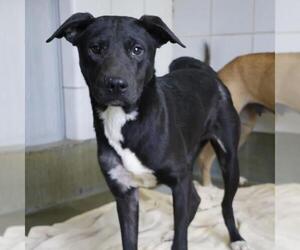 American Staffordshire Terrier-Unknown Mix Dogs for adoption in San Antonio, TX, USA