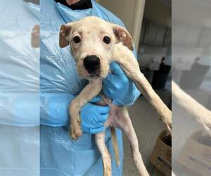 Pointer Dogs for adoption in San Antonio, TX, USA