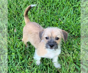 Pin-Tzu Dogs for adoption in Pawtucket, RI, USA