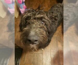 Aussiedoodle Dogs for adoption in San Angelo, TX, USA
