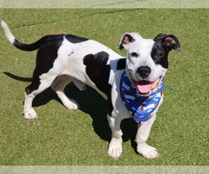 Dachsador Dogs for adoption in Rockaway, NJ, USA