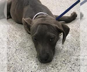 American Pit Bull Terrier Dogs for adoption in Conroe, TX, USA