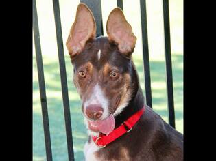 Border Collie-Unknown Mix Dogs for adoption in Grass Valley, CA, USA