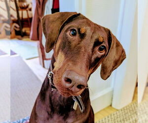 Doberman Pinscher Dogs for adoption in Minneaoplis, MN, USA