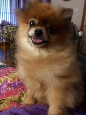 Pomeranian Dogs for adoption in Guilford, CT, USA