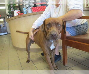 Boxador Dogs for adoption in Ocala, FL, USA