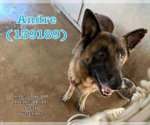 German Shepherd Dog-Unknown Mix Dogs for adoption in Stephens City, VA, USA