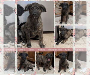 Retriever -Unknown Mix Dogs for adoption in Mesa, AZ, USA