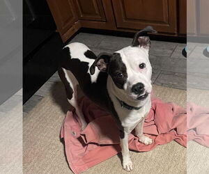 Bullboxer Pit Dogs for adoption in Montello, WI, USA
