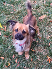 Mutt Dogs for adoption in Antioch, CA, USA