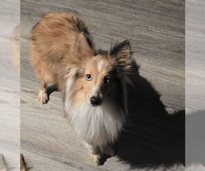 Mutt Dogs for adoption in Abingdon, MD, USA