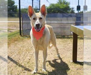 German Shepherd Dog-Unknown Mix Dogs for adoption in San Antonio, TX, USA