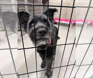 Mutt Dogs for adoption in Virginia Beach, VA, USA