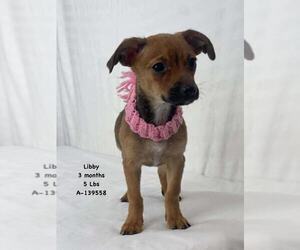 Dachshund Dogs for adoption in Winter, WI, USA