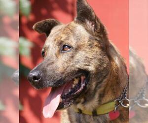 Mutt Dogs for adoption in La Mesa, CA, USA