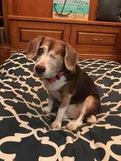 Beagle Dogs for adoption in Melbourne, FL, USA
